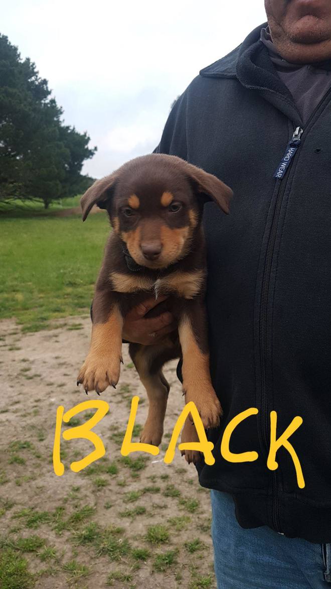 5 x Kelpies Pups for Sale @ $300 each