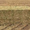 600 x 8x4x3 Bales of New Season Barley Hay