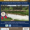 SOUTHDOWN RAMS and Ewes,Top quality & Bloodlines