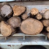 Pine Firewood 