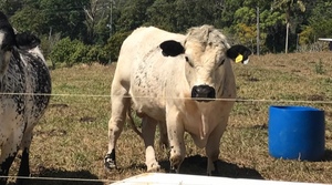 Purebred Speckle Park Bull for sale