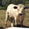 Purebred Speckle Park Bull for sale