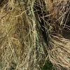 Rye and Clover hay