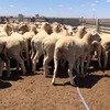 150 x Crossbred Ewes For Sale 