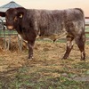 Shorthorn Bull - Spry bloodlines 