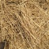 Wheat Straw