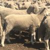 200 composite cross bred lambs