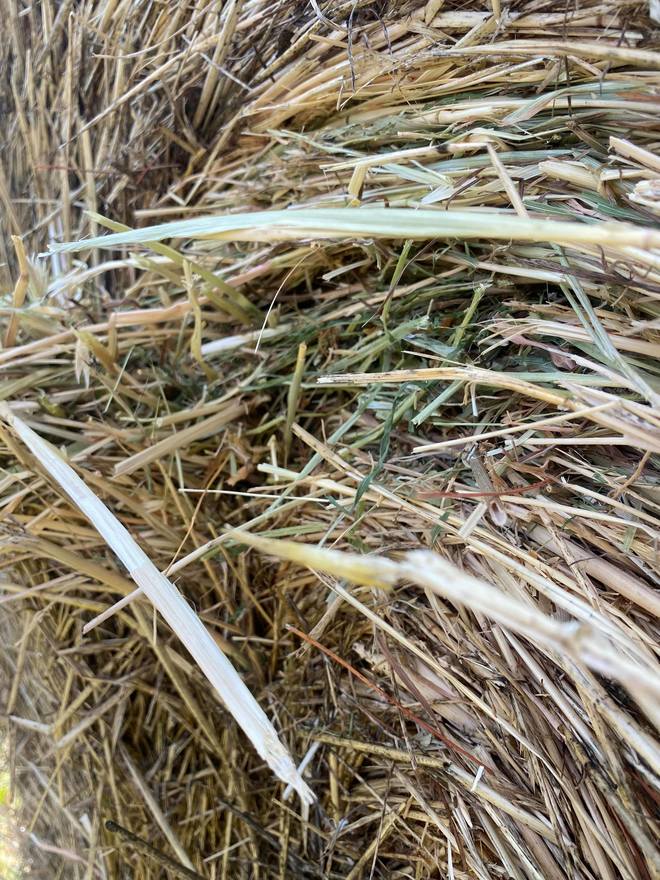Italian Rye Grass Hay