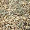 Under Auction - Wheaten Hay Big Square Bales - 2% + GST Buyers Premium On All Lots
