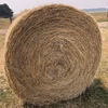 Pasture Hay