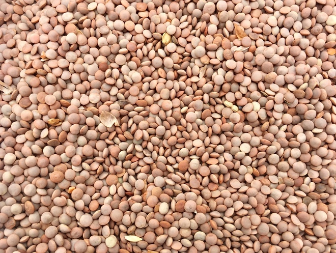 88mt Feed Lentils