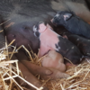 Baby Piglets ready for May/June