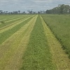**Price Reduced** Clover / Lentil Hay For Sale in 8x4x3's - Shedded - See Feed Test