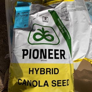 Roynd up ready canola seed