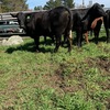 9 PTIC Santa x Friesian 2 yr old Heifers