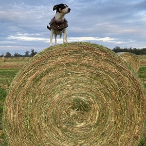Lucerne Hay - Round Bales