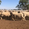 305 x Merino Ewes 4 year olds