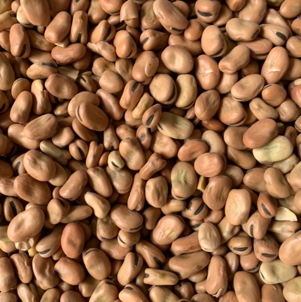 Approx 20 mt Samira Faba Beans No.1s