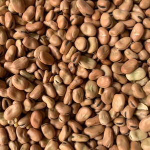 Approx 20 mt Samira Faba Beans No.1s