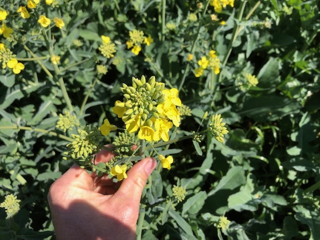 Canola Silage 4x4 Bales Fine Chopped - PRICE REDUCTION