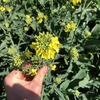 Canola Silage 4x4 Bales Fine Chopped - PRICE REDUCTION