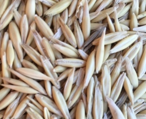 Feed Oats - 25mt (Approx)