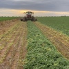 Vetch Hay New Season.  1000 mt