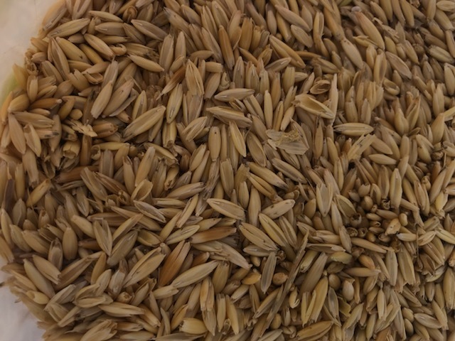 150 m/t Feed Oats with Some Barley throughout