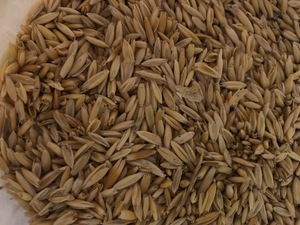 150 m/t Feed Oats with Some Barley throughout