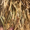 Shedded Wheaten Hay For Sale delivered in HD 8x4x3’s
