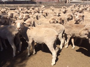 160 x Merino Ewes