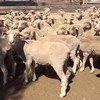160 x Merino Ewes
