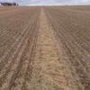 Wheaten Straw Header Tailings in the Windrow