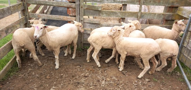 MERINO X BORDER LEICESTER X 11 - 1ST CROSS EWES 12 Months READY TO JOIN