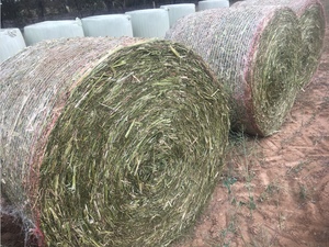 Canola  Wrapped Silage  Hay 5x4 - 500 x 500 KG Approx Rolls