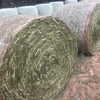 Canola  Wrapped Silage  Hay 5x4 - 500 x 500 KG Approx Rolls