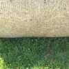 Pasture Rolls Rye / Clover