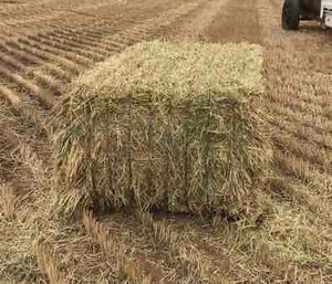 600 x 8x4x3 Bales of New Season Barley Hay