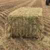 600 x 8x4x3 Bales of New Season Barley Hay