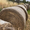 6ft rolls of Bullrush Hay For Sale