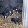 Piglets for sale