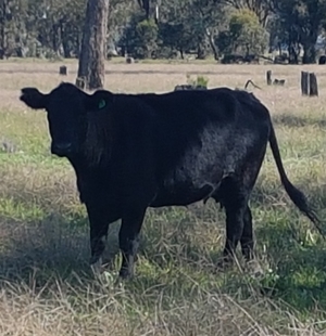 Angus Cow 