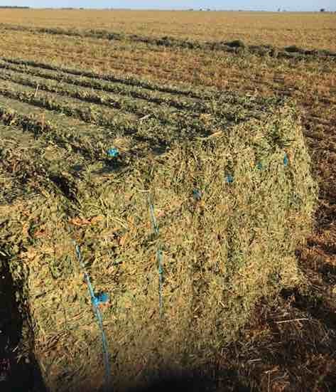 70 m/t Vetch Hay 8x4x3 Bales