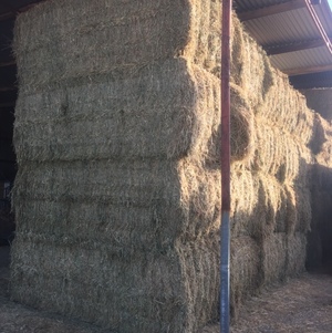 140 x 2nd Cut Lucerne 8x3x4