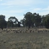 160 Merino Wether Lambs for Sale
