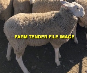 WANTED Border Leister Rams