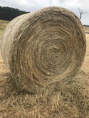 PASTURE HAY - 5X4FT ROUNDS - WEED FREE