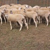 Weaner wether lambs