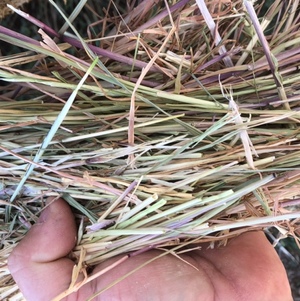 New Season Pasture Hay Rolls For Sale
