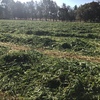Irrigated Prime Oaten Hay 4x4 Rounds 
